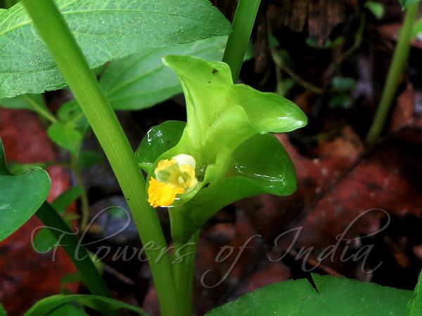 Vaman Turmeric